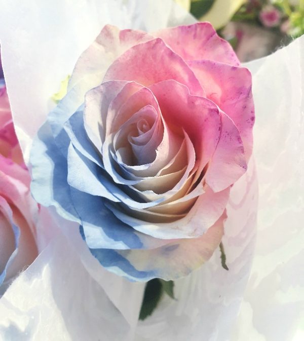 “transgender pastel blue and pink coloured roses”