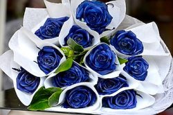 “Blue roses”