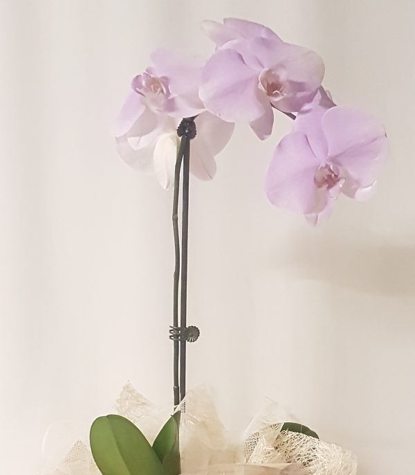 "phalaenopsis orchid plant"