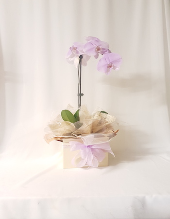 "single stem flowering phalaenopsis orchid plant in box"