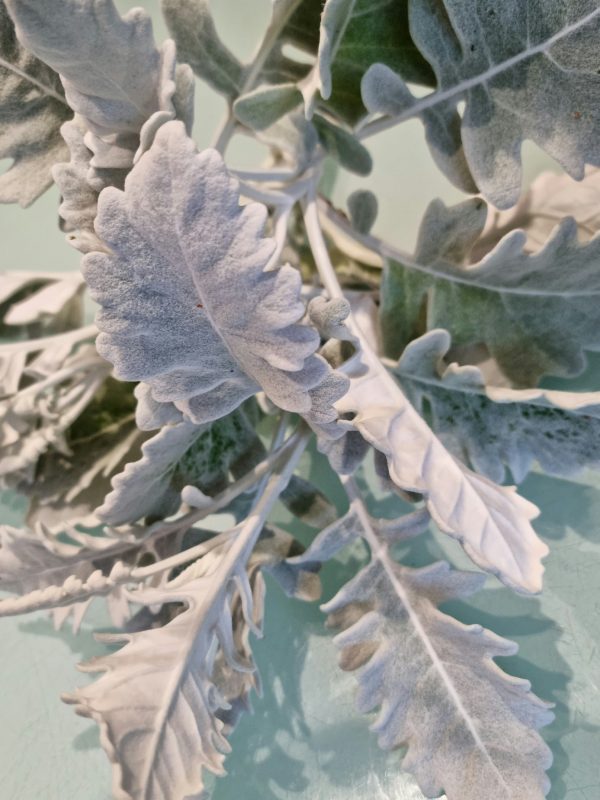 "dusty miller silver foliages"